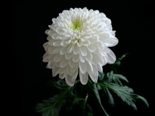 chrysanthemums